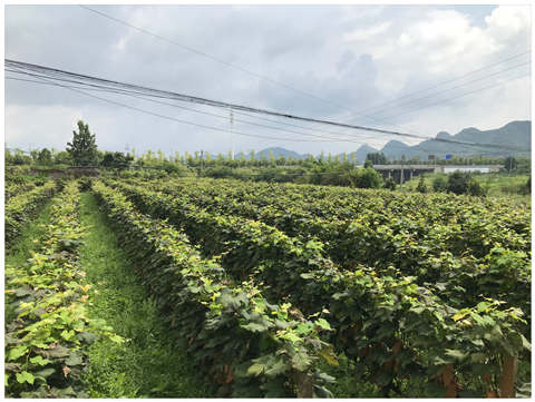 Z6·尊龙凯时(中国区)人生就是搏!